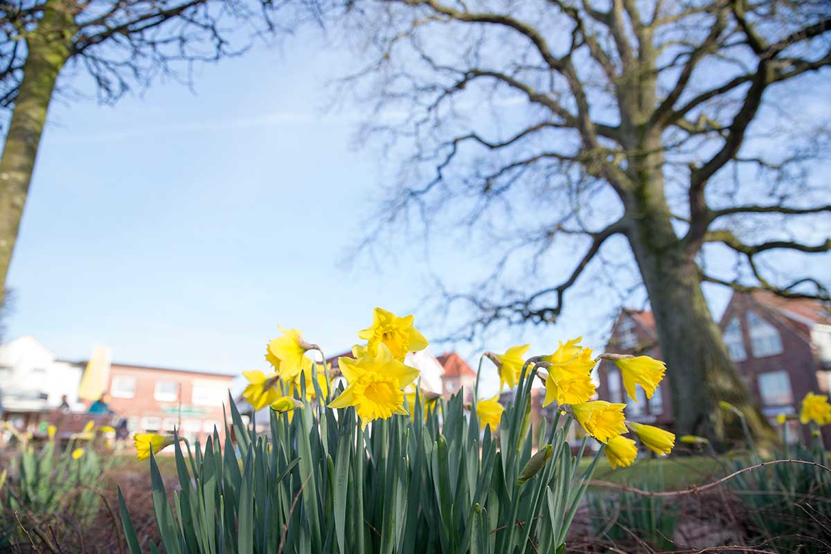 Nordsee_Wangerland_Fruehling