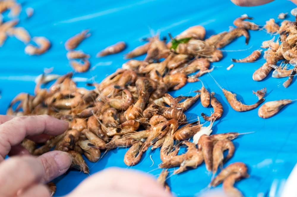 Hooksieler Herings- & Krabbentage