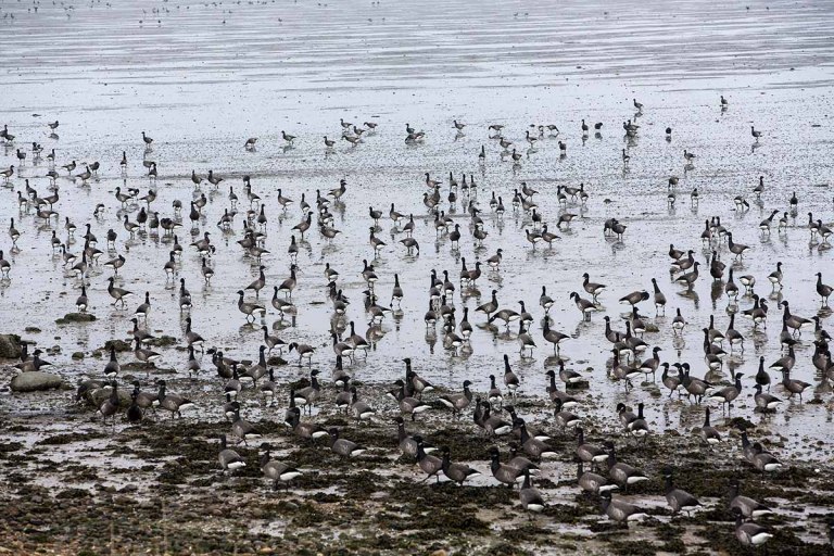 Zugvogeltage im Wangerland 