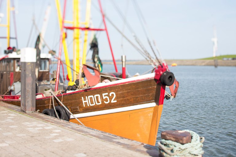 Frische Krabben vom Kutter