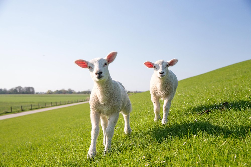 Urlaub auf dem Bauernhof/ Ferienhof