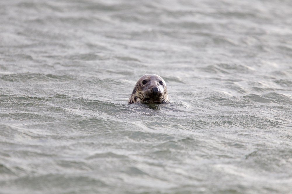 Robben, Krabben, Wattwürmer...