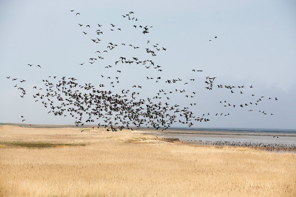 UNESCO Weltnaturerbe Wattenmeer